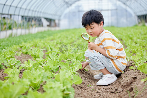 小男孩使用放大镜研究蔬菜图片