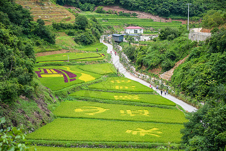 云南昆明核桃箐彩色稻田背景