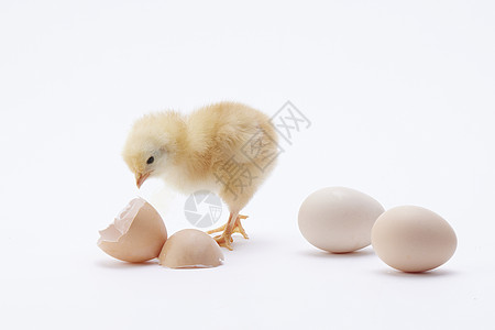 鸡破壳土鸡蛋和刚孵化出的小鸡背景