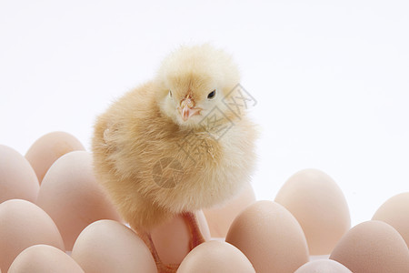 鸡蛋堆中的初生小鸡崽图片