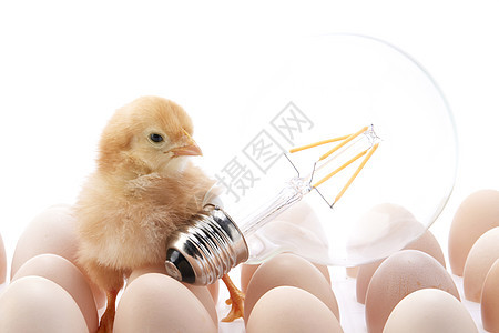在鸡蛋上的小鸡和灯泡背景图片