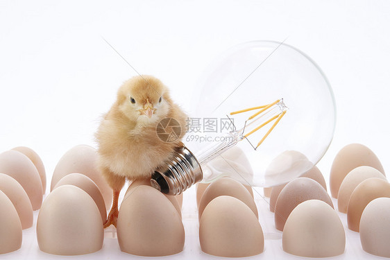 在鸡蛋上的小鸡和灯泡图片