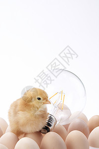 在鸡蛋上的小鸡和灯泡背景图片