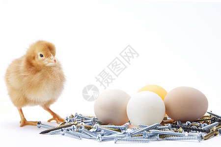 寻找鸡蛋的小鸡崽背景图片