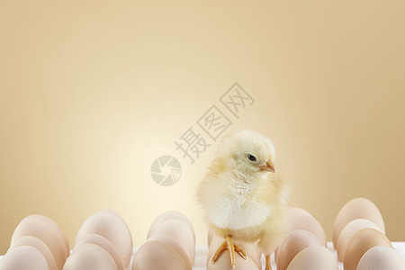 刚出生的小鸡站在鸡蛋上背景图片