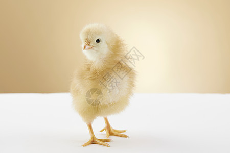 米黄色背景下的新生小鸡背景图片