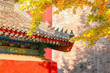 北京的秋天北京香山公园枫叶背景