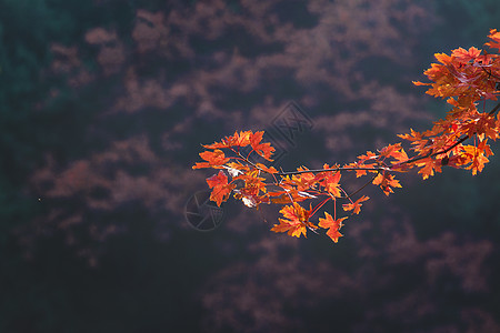 秋天的花北京香山公园枫叶背景