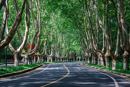 景区道路国家5A级景区江苏南京钟山风景名胜区背景