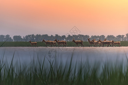 湿地麋鹿家园背景图片