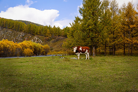 内蒙古阿尔山森林秋天图片
