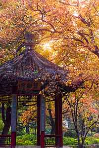 北京枫叶北京香山公园枫叶背景