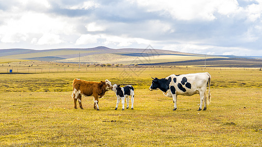 秋天金黄草原上的奶牛图片