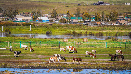 内蒙古秋天牛羊马背景图片