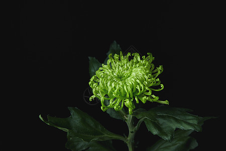 黑背景里的绿色菊花图片