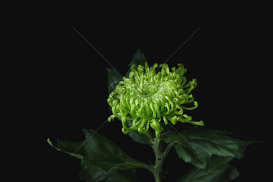 黑背景里的绿色菊花图片