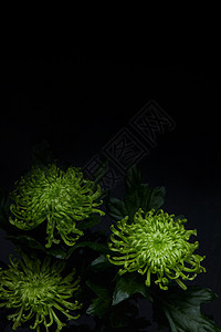 黑背景里的绿色菊花图片