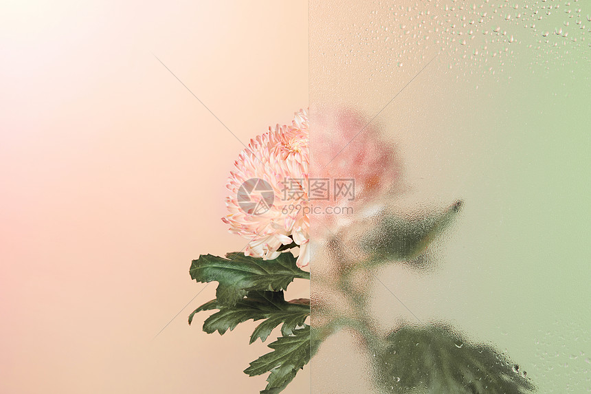 彩色背景里的菊花图片