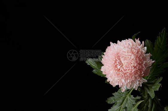黑背景里的菊花图片