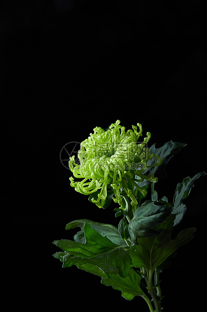 黑背景里的绿色菊花图片