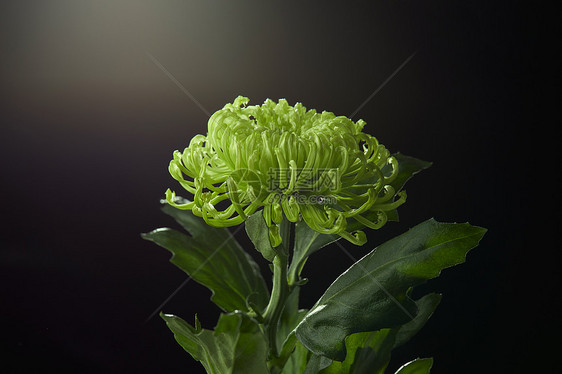 黑背景里的绿色菊花图片