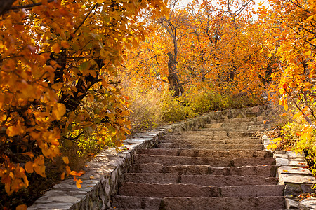 北京香山公园秋天背景图片
