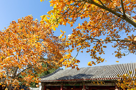 北京香山公园秋天背景图片