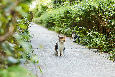 小区里的流浪猫图片