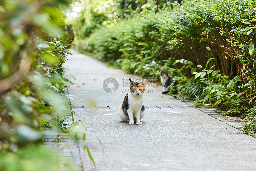 小区里的流浪猫图片