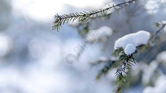 冬天树枝积雪霜降图片