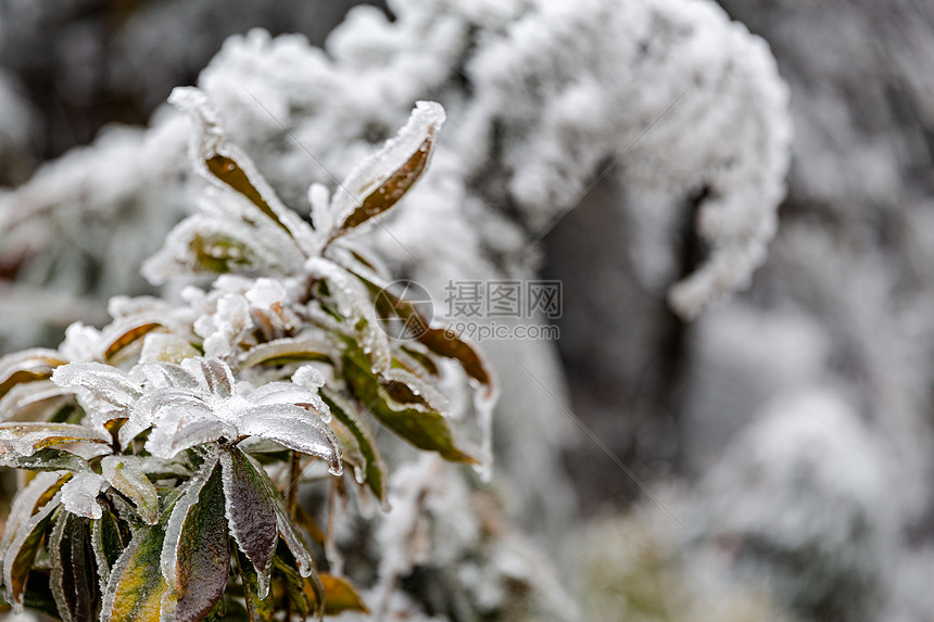 冬天冰雪霜降图片