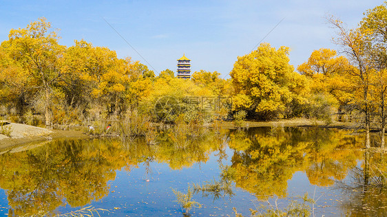 酒泉金塔胡杨林秋景图片