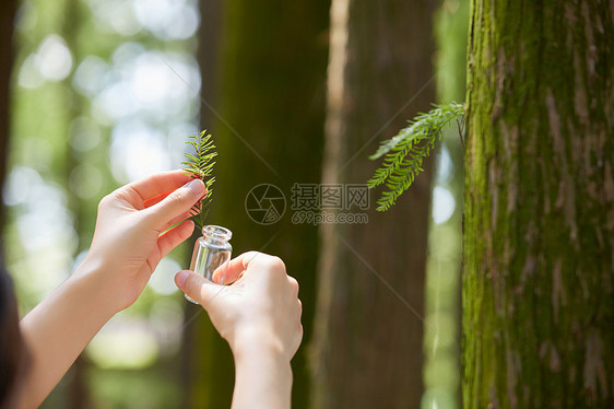 采样植物样本手部特写图片