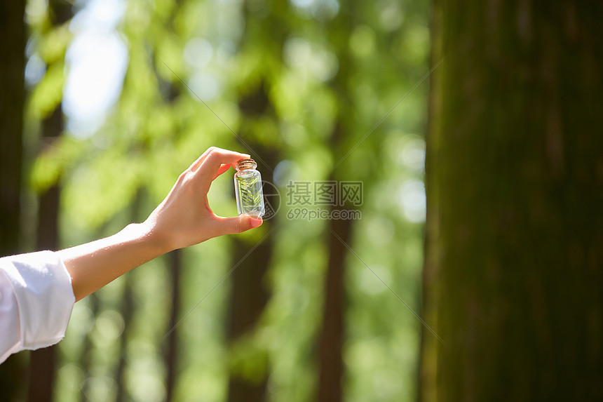 采集植物样本特写图片