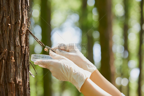 用镊子夹住昆虫的手部特写图片