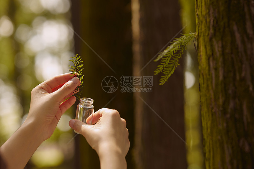 采集植物样本手部特写图片