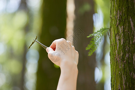 采集植物样本手部特写图片