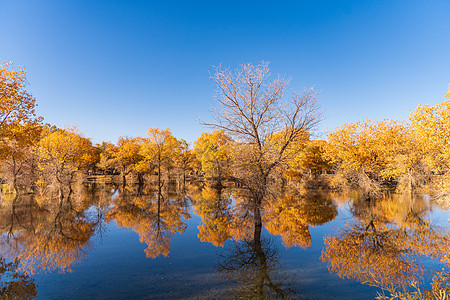秋天的甘肃金塔大气金黄的胡杨林图片