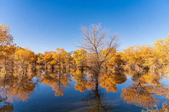 秋天的甘肃金塔大气金黄的胡杨林图片