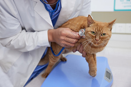 宠物医生为生病的猫咪做检查特写背景图片