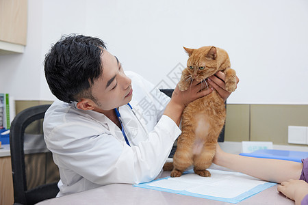 猫咪主人带猫咪来宠物医院看病治疗图片