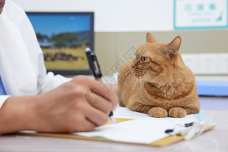 兽医记录生病猫咪的身体情况特写图片