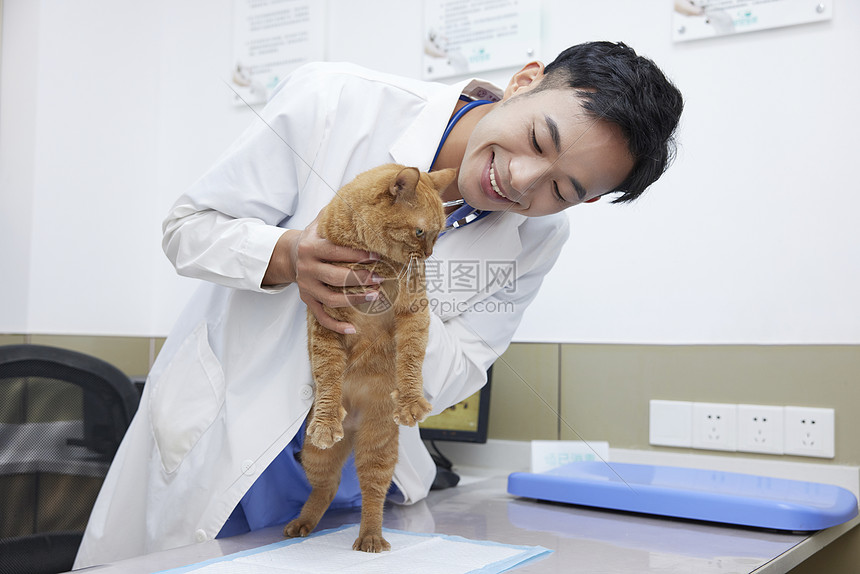 宠物医生给生病的宠物看病图片
