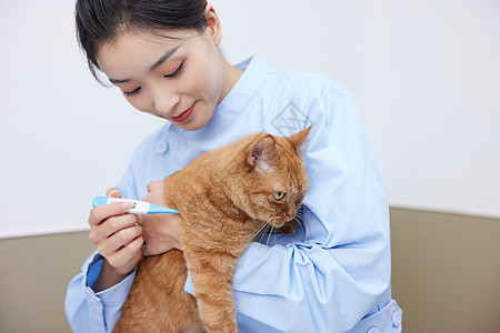 宠物医院护给猫咪测量体温图片