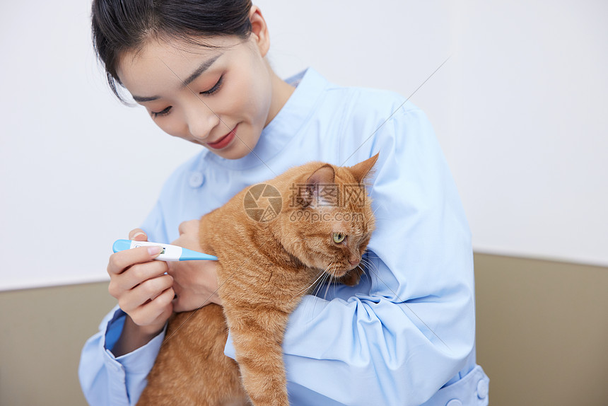 宠物医院护给猫咪测量体温