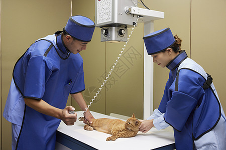 宠物医生为生病的猫咪拍摄x光片图片