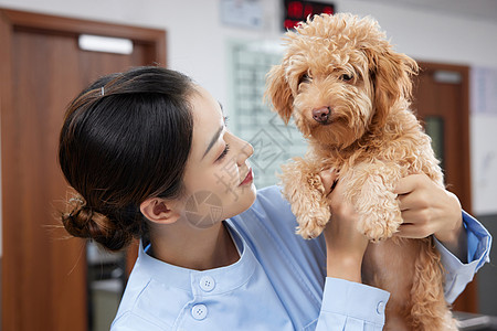 宠物医院护士安抚受伤的泰迪犬图片素材