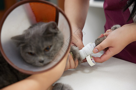 宠物医生为受伤的猫咪包扎伤口图片