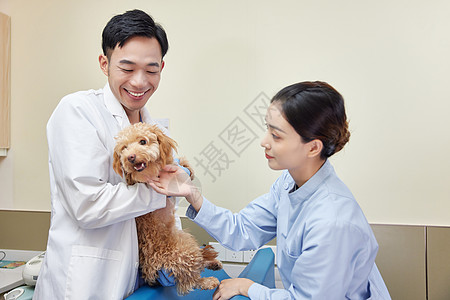 宠物医院医护人员安抚紧张的泰迪犬高清图片