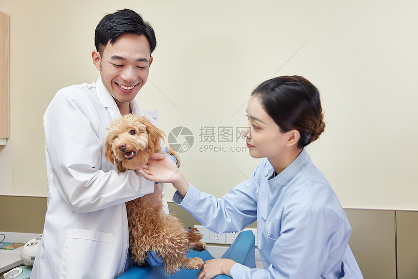 宠物医院医护人员安抚紧张的泰迪犬图片